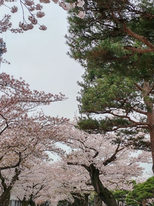 Towada Sakura – A Blooming Tunnel in Northern Japan