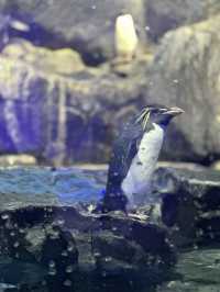 Fascinating Experience at Underwater World Langkawi