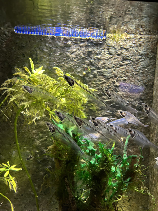 ไปดูปลาที่พิพิธภัณฑ์สัตว์น้ำเซี่ยงไฮ้กัน 🐠
