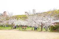 🌸 Utsubo Park: Osaka’s Chic Secret Sakura Spot! 🌸