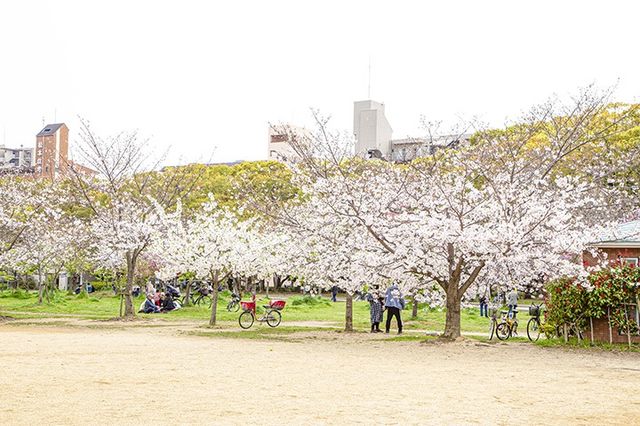 🌸 Utsubo Park: Osaka’s Chic Secret Sakura Spot! 🌸