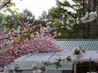 Gentle Spring, Northern Light: Cherry Blossom in Hokkaido