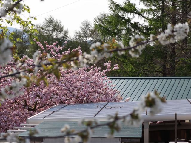 Gentle Spring, Northern Light: Cherry Blossom in Hokkaido