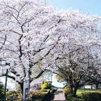  末吉公園•櫻花的海洋