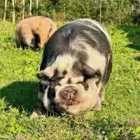 A Rustic Autumn Escape: My Visit to Junker Farm in Jona