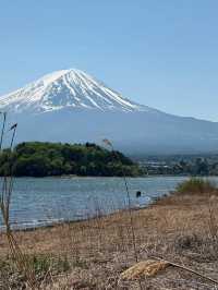 Tiny blue flowers blossom at Mount Fuji