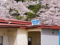 Through the Cherry Blossom Tunnel: A Fairytale Rail Journey to Ashino Koen