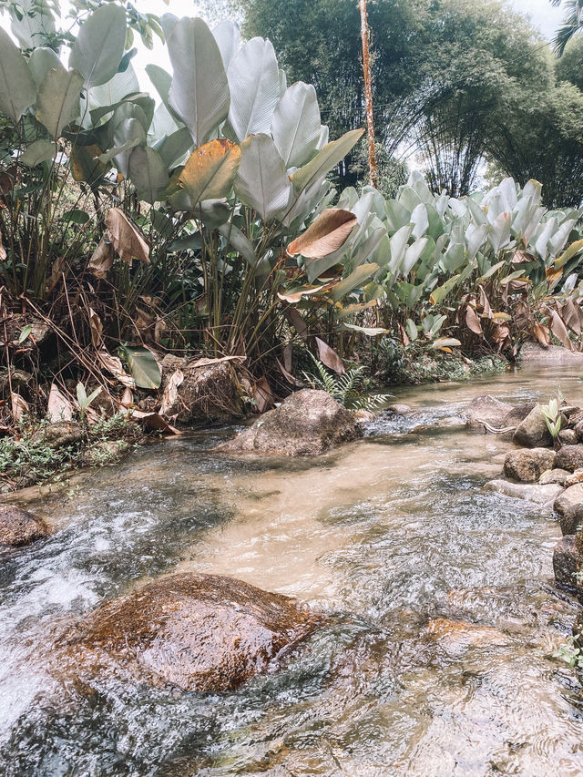 Nature's Therapy 🌿🌱🌳