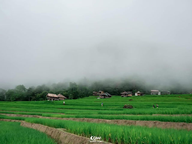 ป่าบงเปียงในฤดูฝน เชียงใหม่