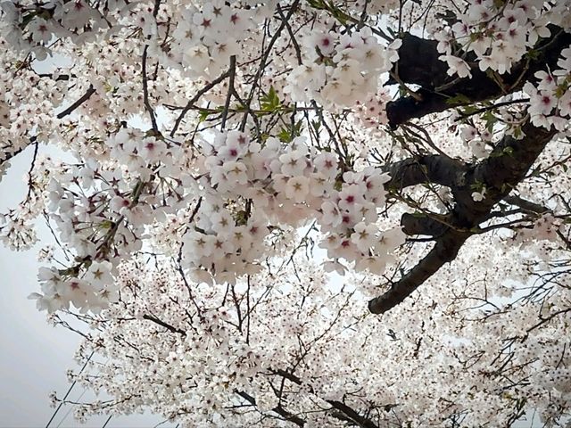 ✨ **首爾近郊必訪景點：坡川與抱川藝術谷的文化與購物探索** ✨  
