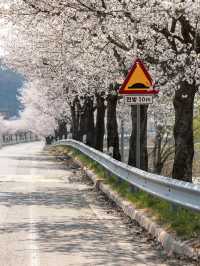 Jinhae: South Korea’s Crown Jewel of Cherry Blossoms