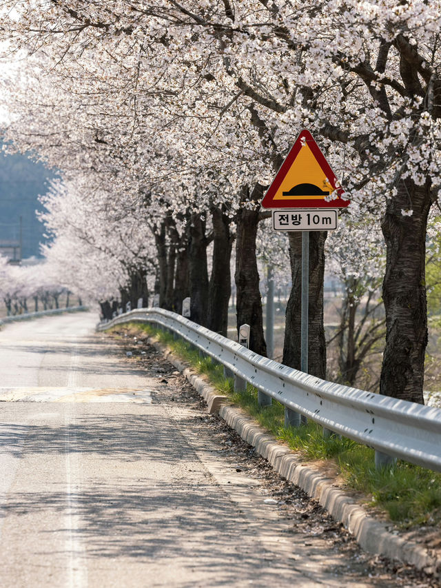 Jinhae: South Korea’s Crown Jewel of Cherry Blossoms