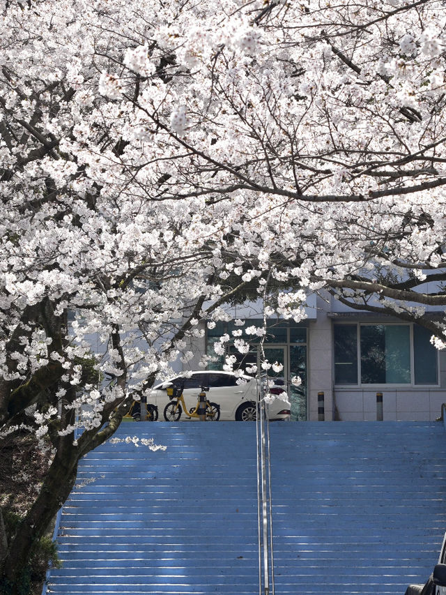 Spring in Jeju – A Romantic Encounter with Cherry Blossoms 🌸✨