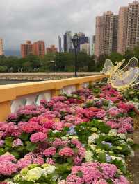 屯門黃金海岸繡球花節