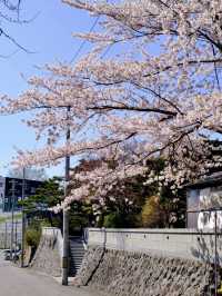 Temiya Park 🌷 