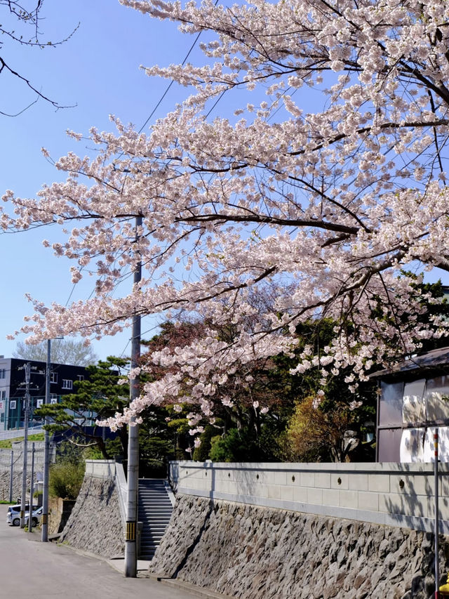 Temiya Park 🌷 