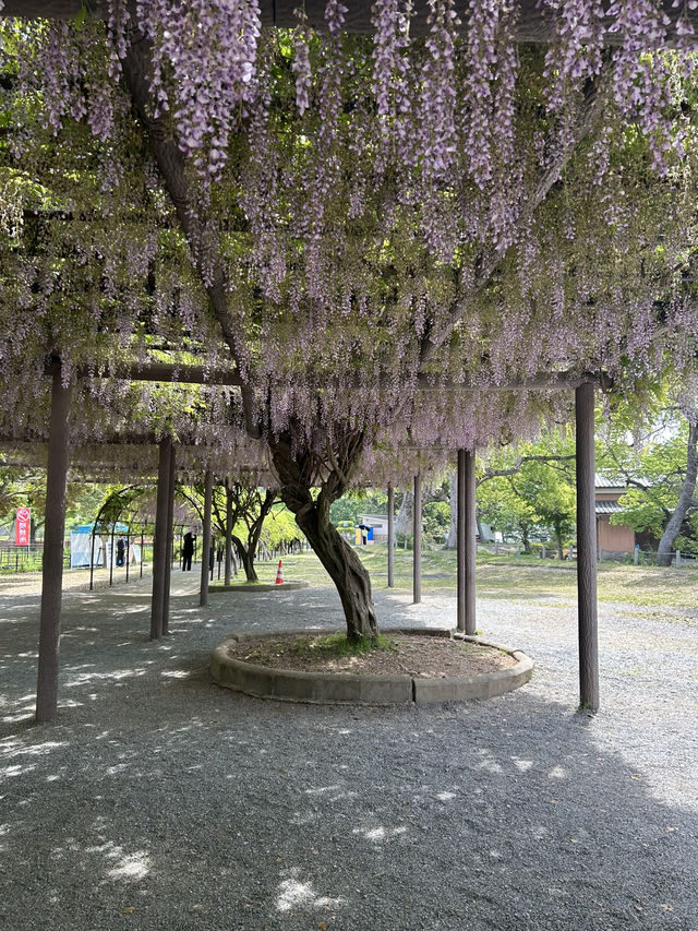 พาชมดอกวิสทีเรีย Nakayama Ofuji Festival