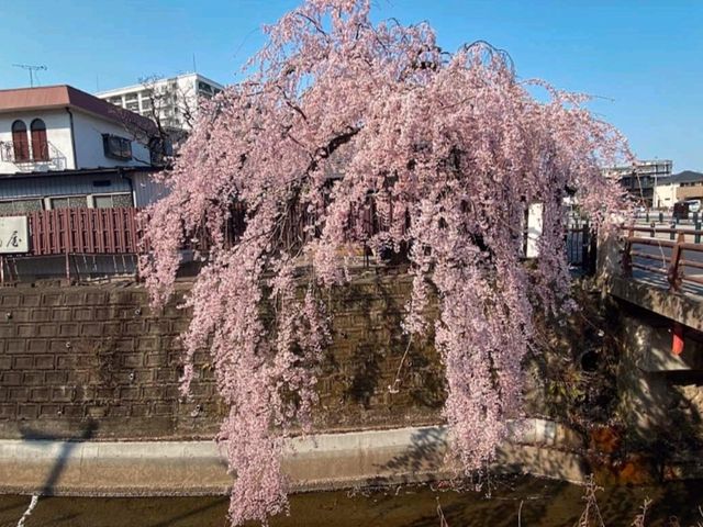 仙台賞櫻：糖果老店「石橋屋」的粉紅枝垂櫻