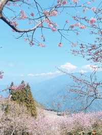 開啟我的司馬庫斯櫻花之旅