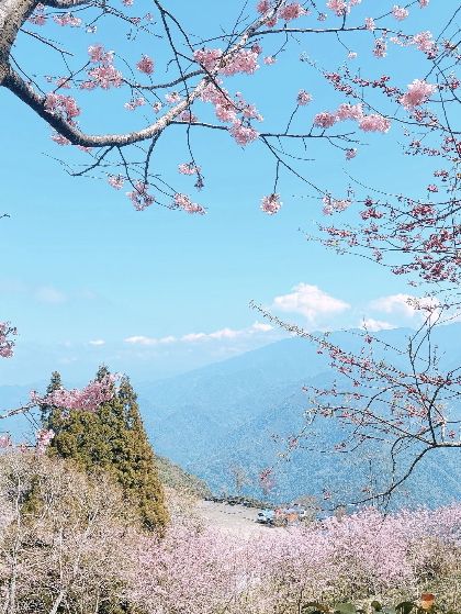 開啟我的司馬庫斯櫻花之旅