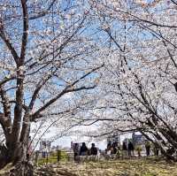 福岡舞鶴公園賞櫻去
