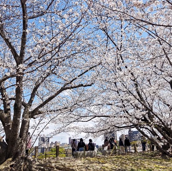 福岡舞鶴公園賞櫻去