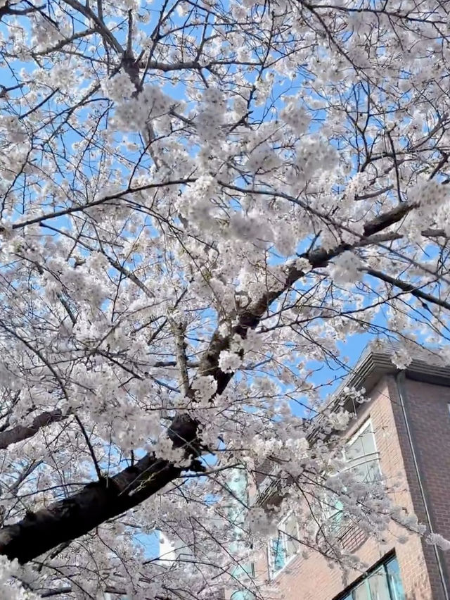 粉白櫻花與城市節奏共舞：首爾春日風景線🌸