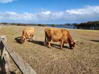 🌿 Churchill Island Weekend Escape: Cows, Lavender & Island Serenity