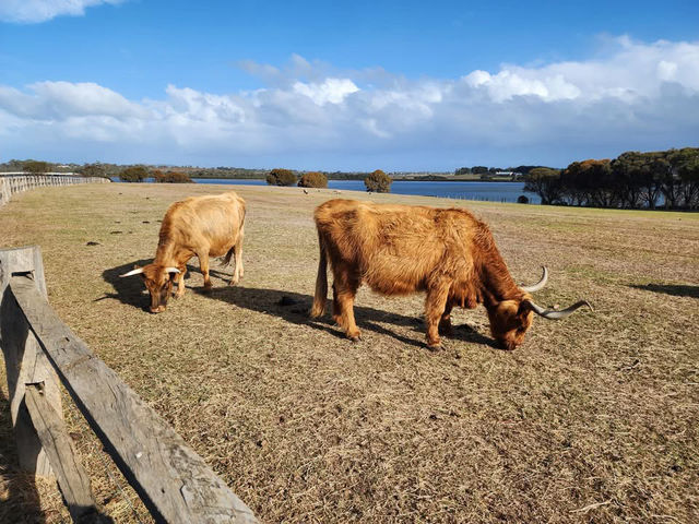 🌿 Churchill Island Weekend Escape: Cows, Lavender & Island Serenity