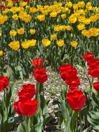 🌸💐 Spring Collides in Full Bloom at Ansan’s Secret Garden｜Cherry Blossoms x Tulips Explosion 💕