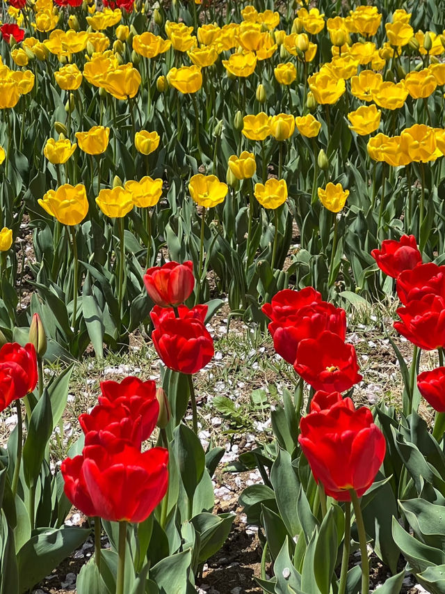 🌸💐 Spring Collides in Full Bloom at Ansan’s Secret Garden｜Cherry Blossoms x Tulips Explosion 💕