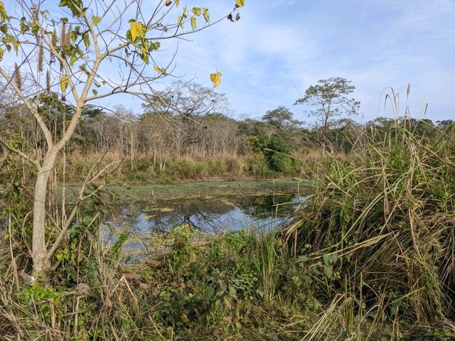 【ネパール🇳🇵】チトワン国立公園でジープサファリ