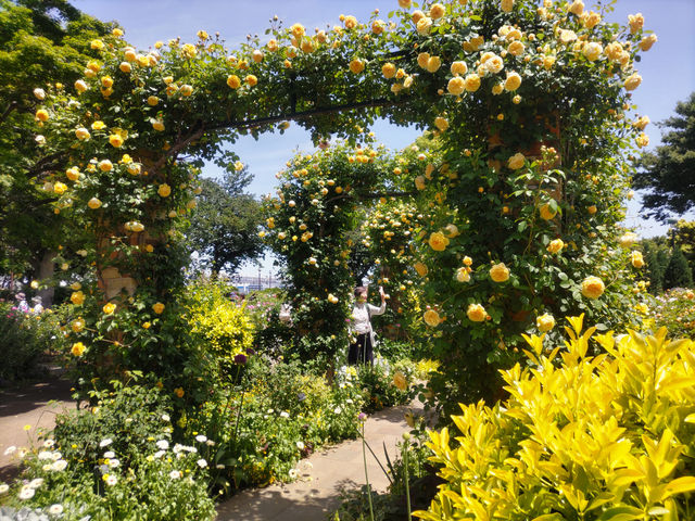 無料で楽しむ薔薇！港の見える丘公園にて