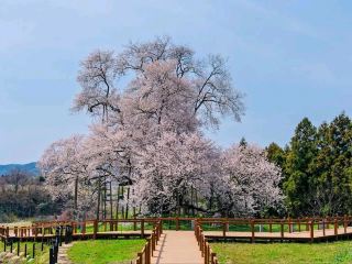 Tiny Town, Big Sakura Feels