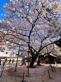 The Calm Beneath Crimson Eaves: Spring at Tochoji Temple