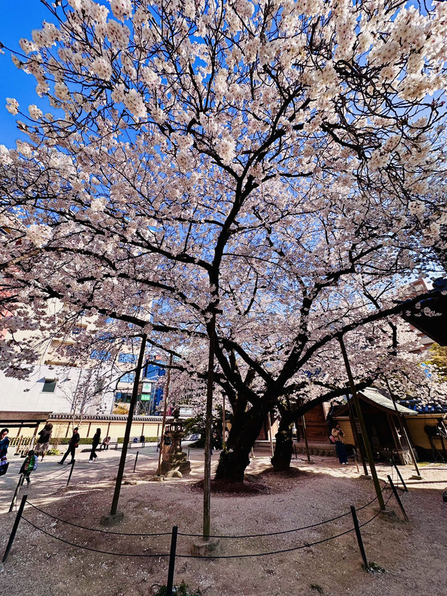 The Calm Beneath Crimson Eaves: Spring at Tochoji Temple