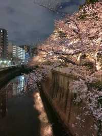 Discover the Pulse of Japan