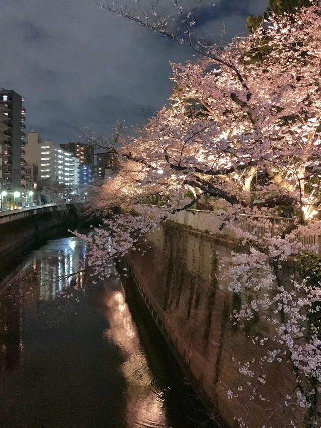 Discover the Pulse of Japan