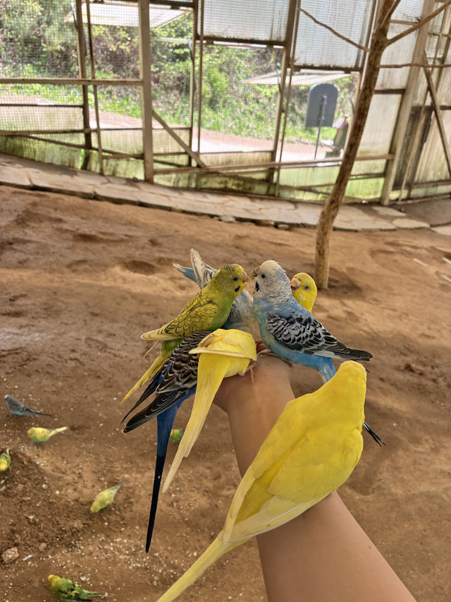 アルパカワールド！動物と触れ合える！