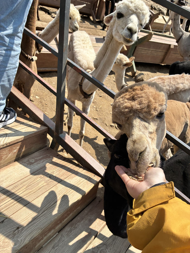 アルパカワールド！動物と触れ合える！