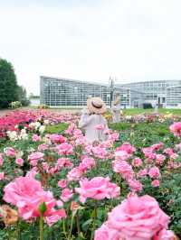【調布】バラの香りに癒される🌸