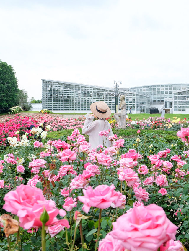 【調布】バラの香りに癒される🌸