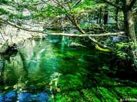 Nagoya: Japan’s Industrial Heart with Cultural Flair