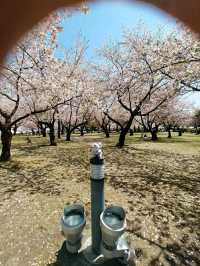 Kobe: Japan’s Port City of Elegance, Culture, and Flavors