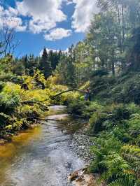 紐西蘭 Rotorua｜藏在原始森林裡的免費野溪溫泉體驗