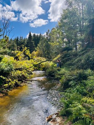 紐西蘭 Rotorua｜藏在原始森林裡的免費野溪溫泉體驗