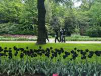 Keukenhof ทุ่งทิวลิปแดนดินสรวงสวรรค์