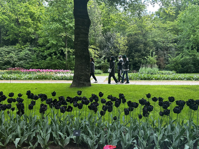 Keukenhof ทุ่งทิวลิปแดนดินสรวงสวรรค์