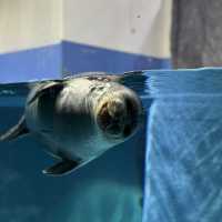 日本で唯一ラッコに会える水族館🦦ꕀ