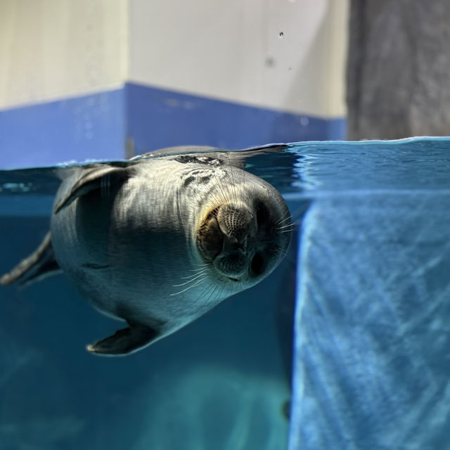 日本で唯一ラッコに会える水族館🦦ꕀ